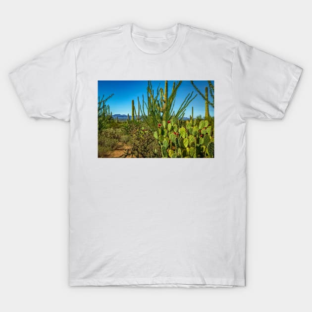 Saguaro National Park T-Shirt by Gestalt Imagery
